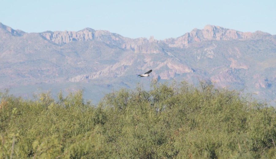 Cresta rocosa de la sierra sobre el matorral, con un aguililla en vuelo